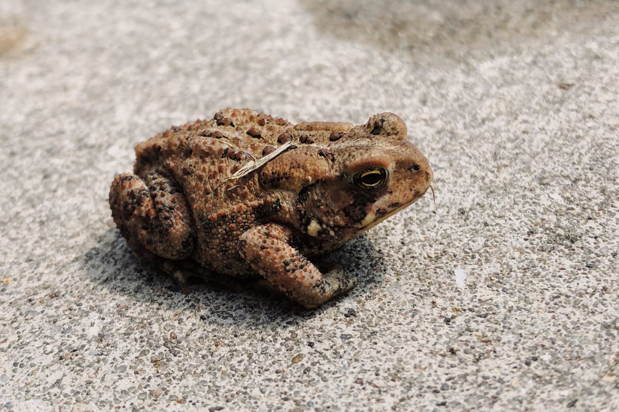 toad