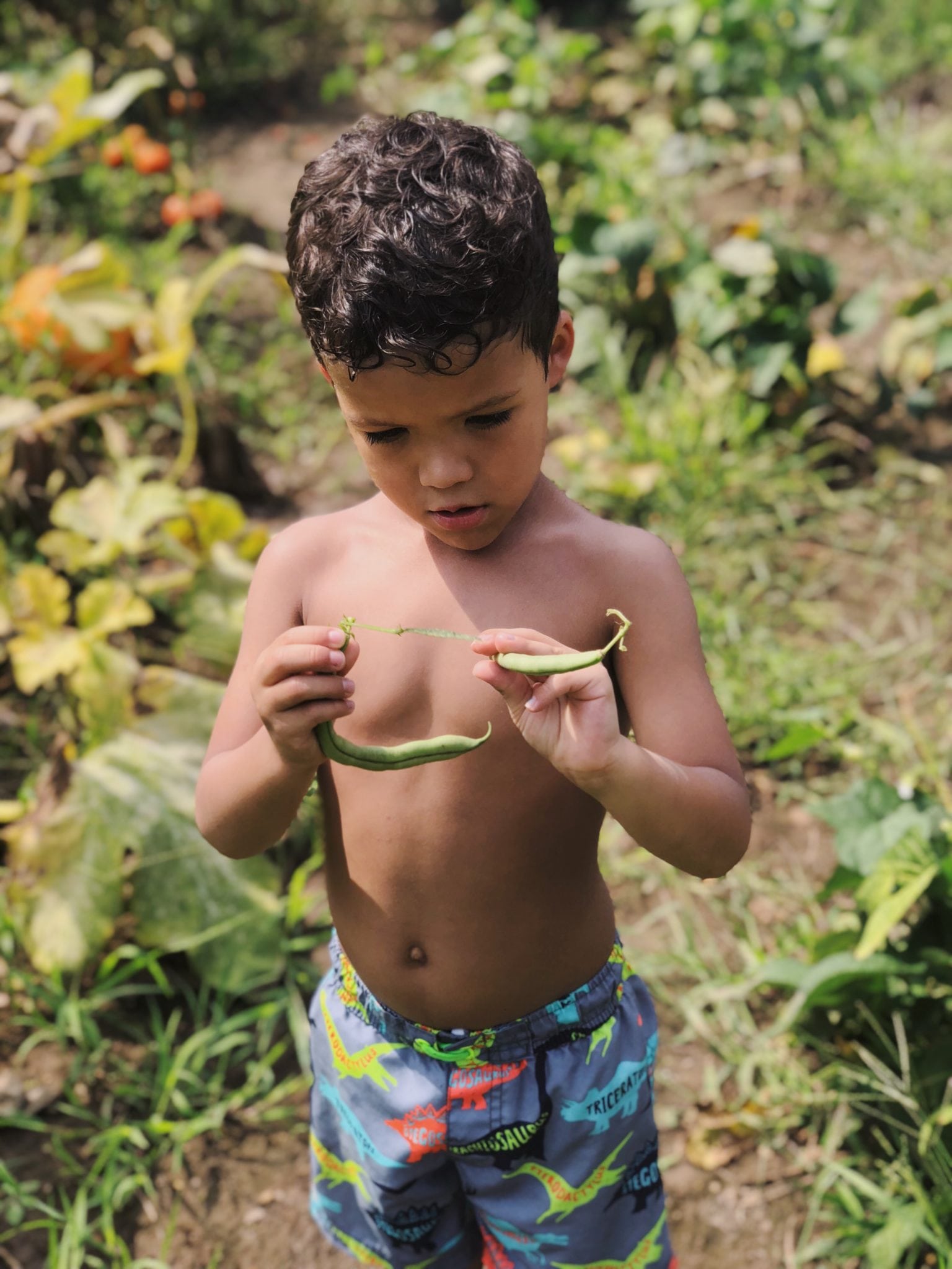 boy picking green beans
