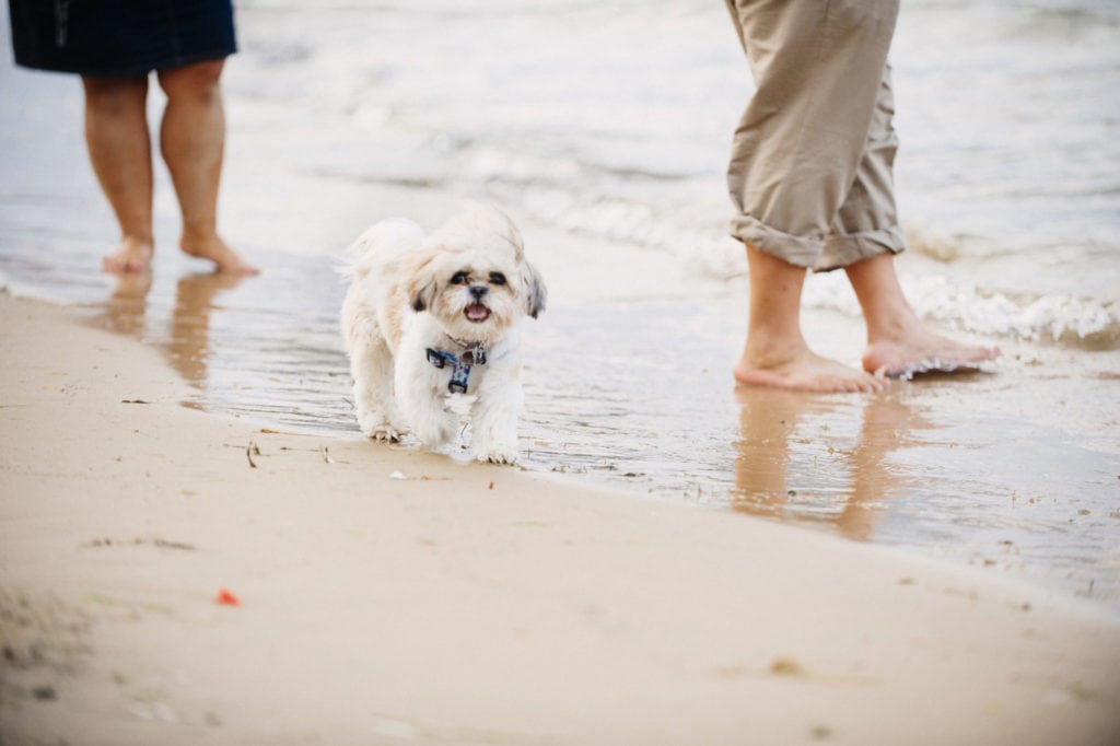 family with pet photos on beach