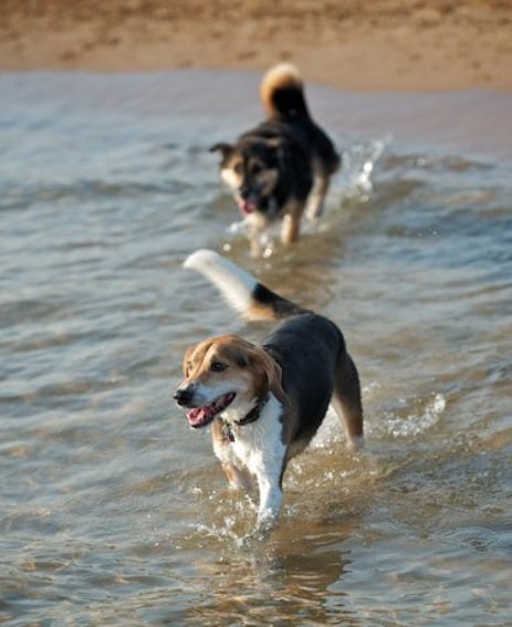 family with pet photos on beach