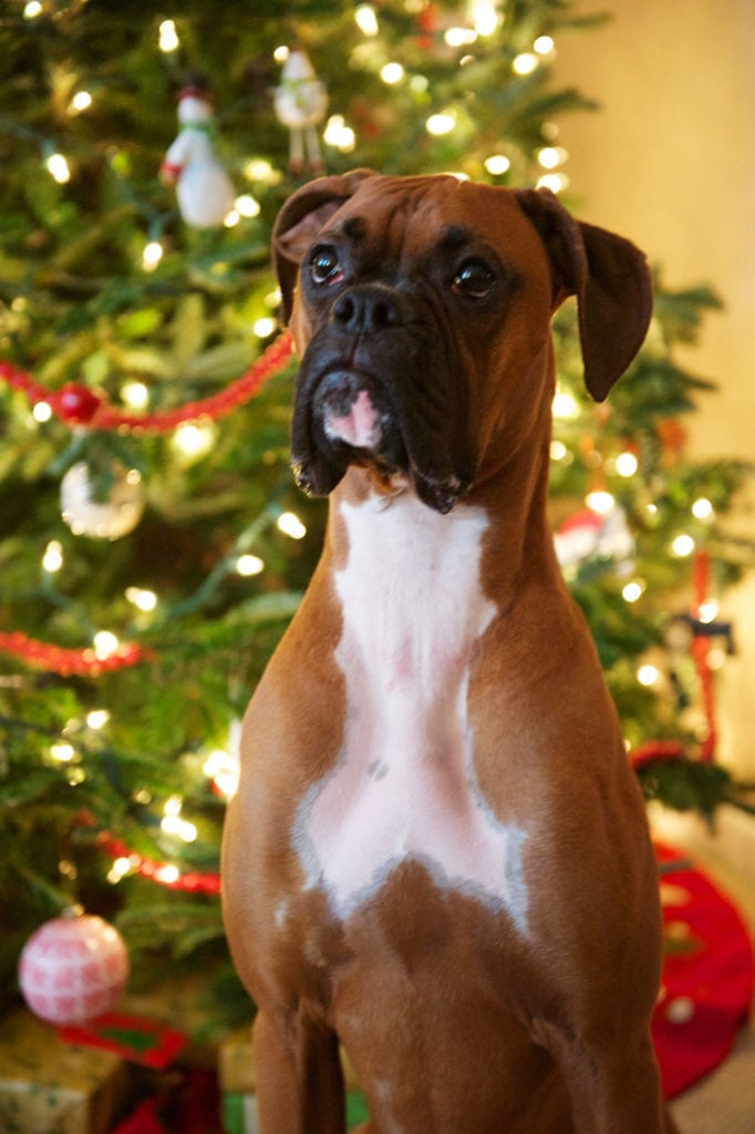 holiday dog portrait of boxer
