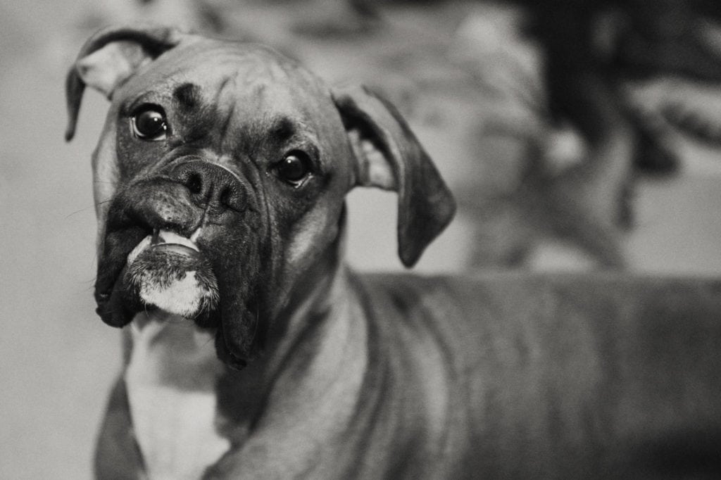 black and white dog portrait of boxer